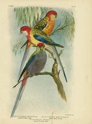 Prachtpapagei, 1891